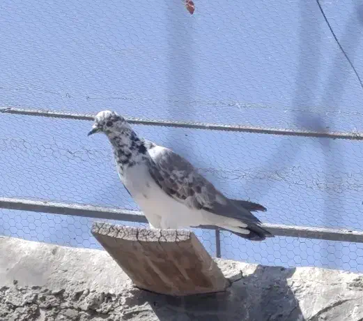 کبوتر پرشی ساعت پر|پرنده|کرمان, |دیوار