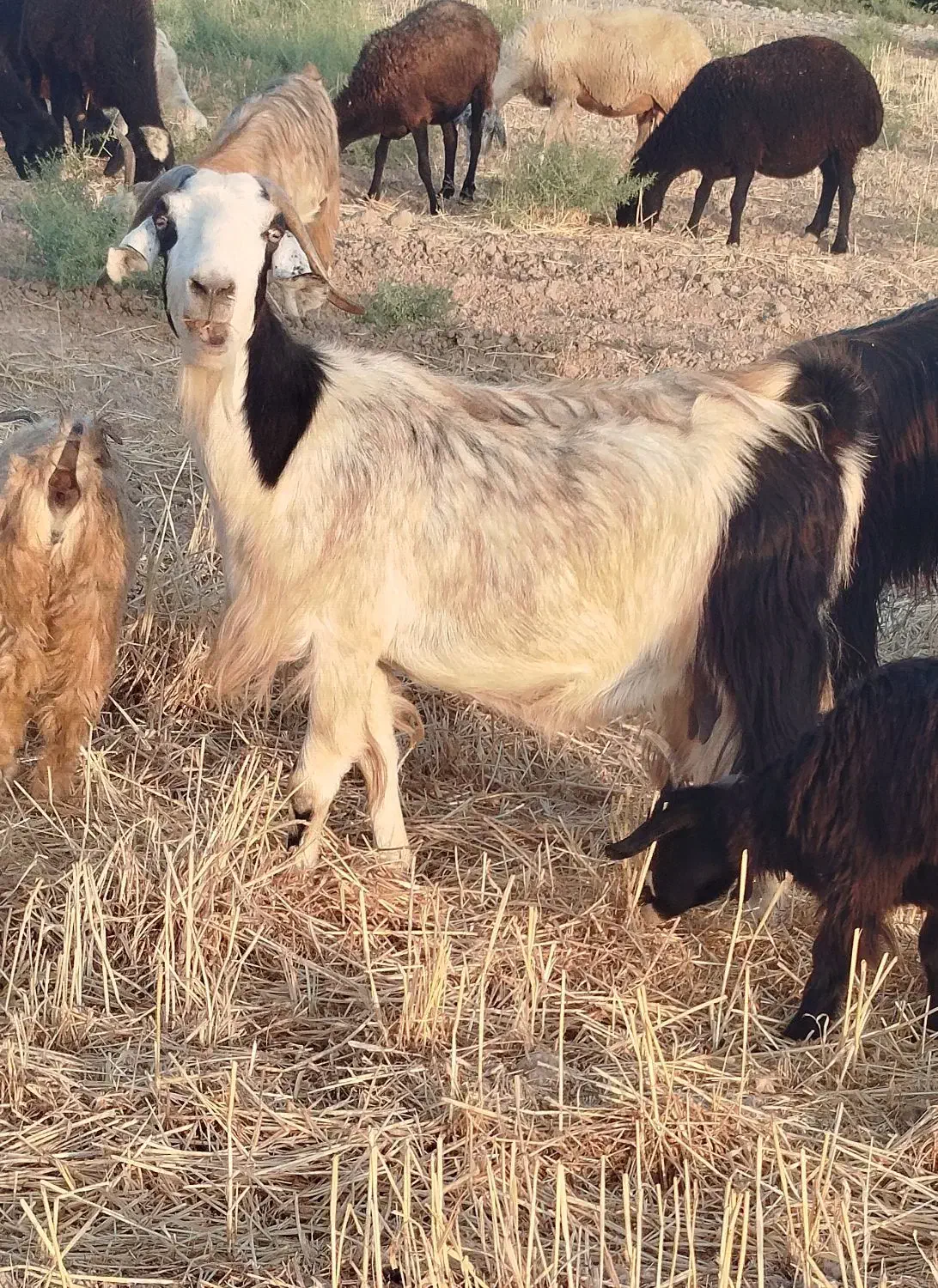 بزسالم ابستن|حیوانات مزرعه|شریف‌آباد, |دیوار