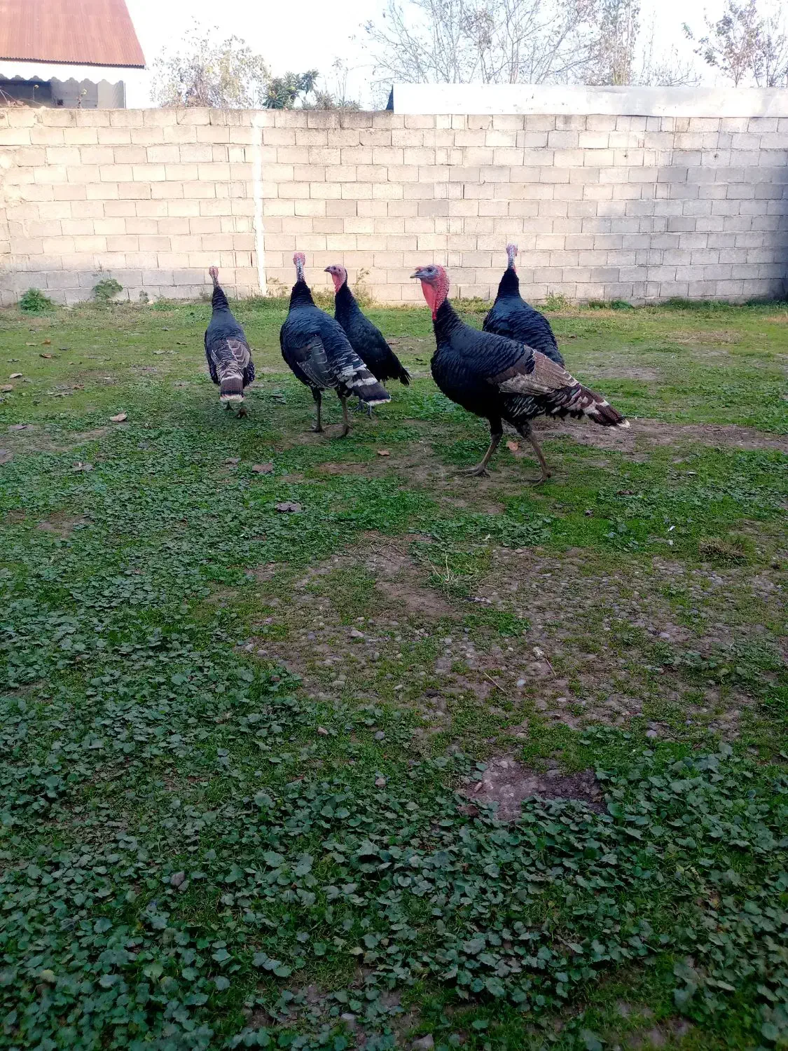 بوقلمون محلی|حیوانات مزرعه|سنگر, |دیوار