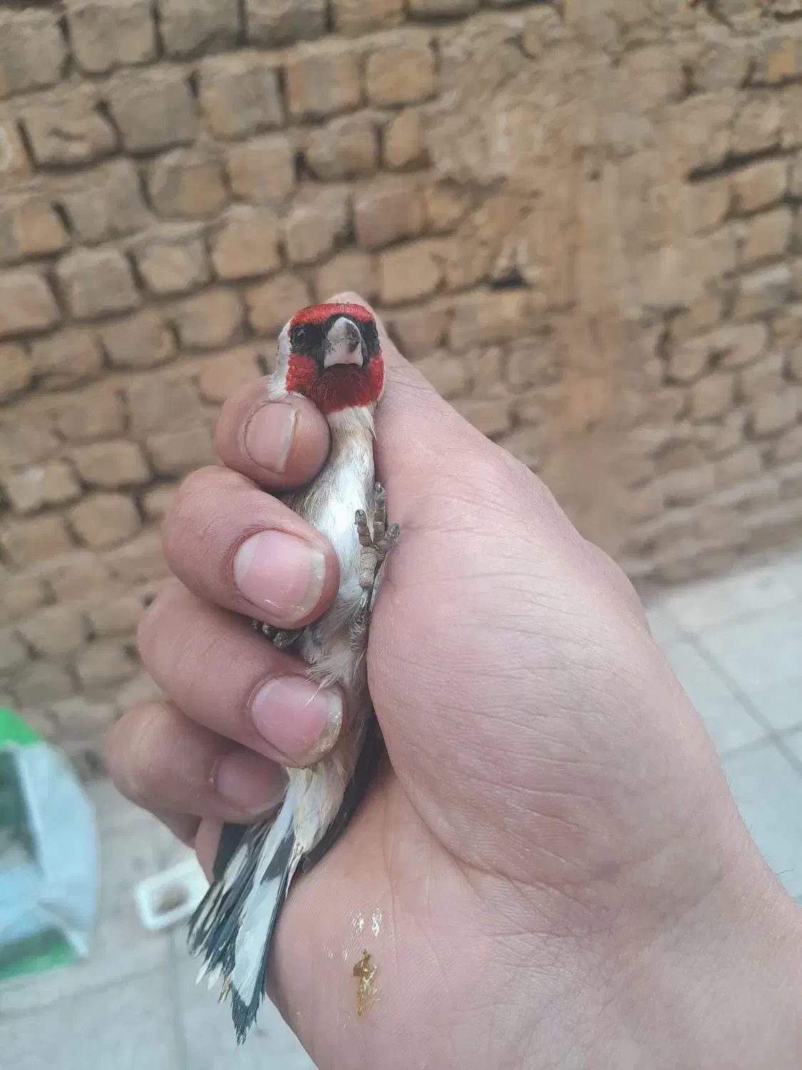 سهره نر|پرنده|قم, علی آباد سعدگان|دیوار