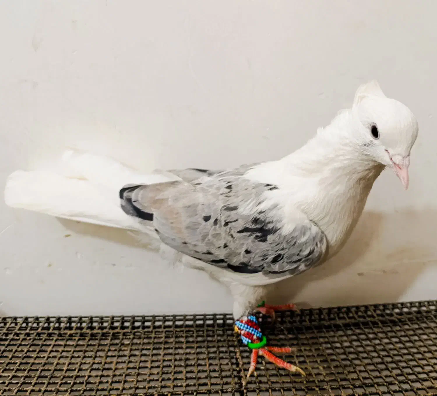 کبوتر پشتی هفترنگ معاوضه با جوجه گیرینچیک|پرنده|مشهد, انقلاب|دیوار