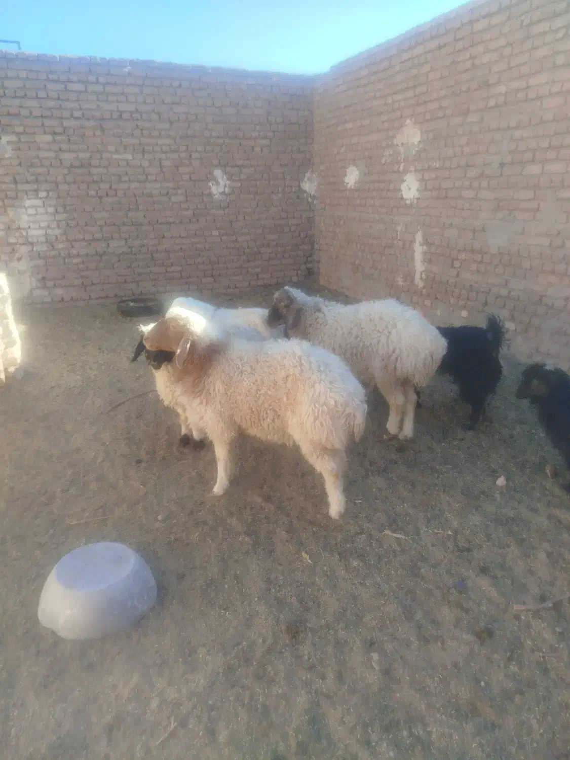 یه بره ماده ودو بره نر فروشی|حیوانات مزرعه|بیرجند, |دیوار