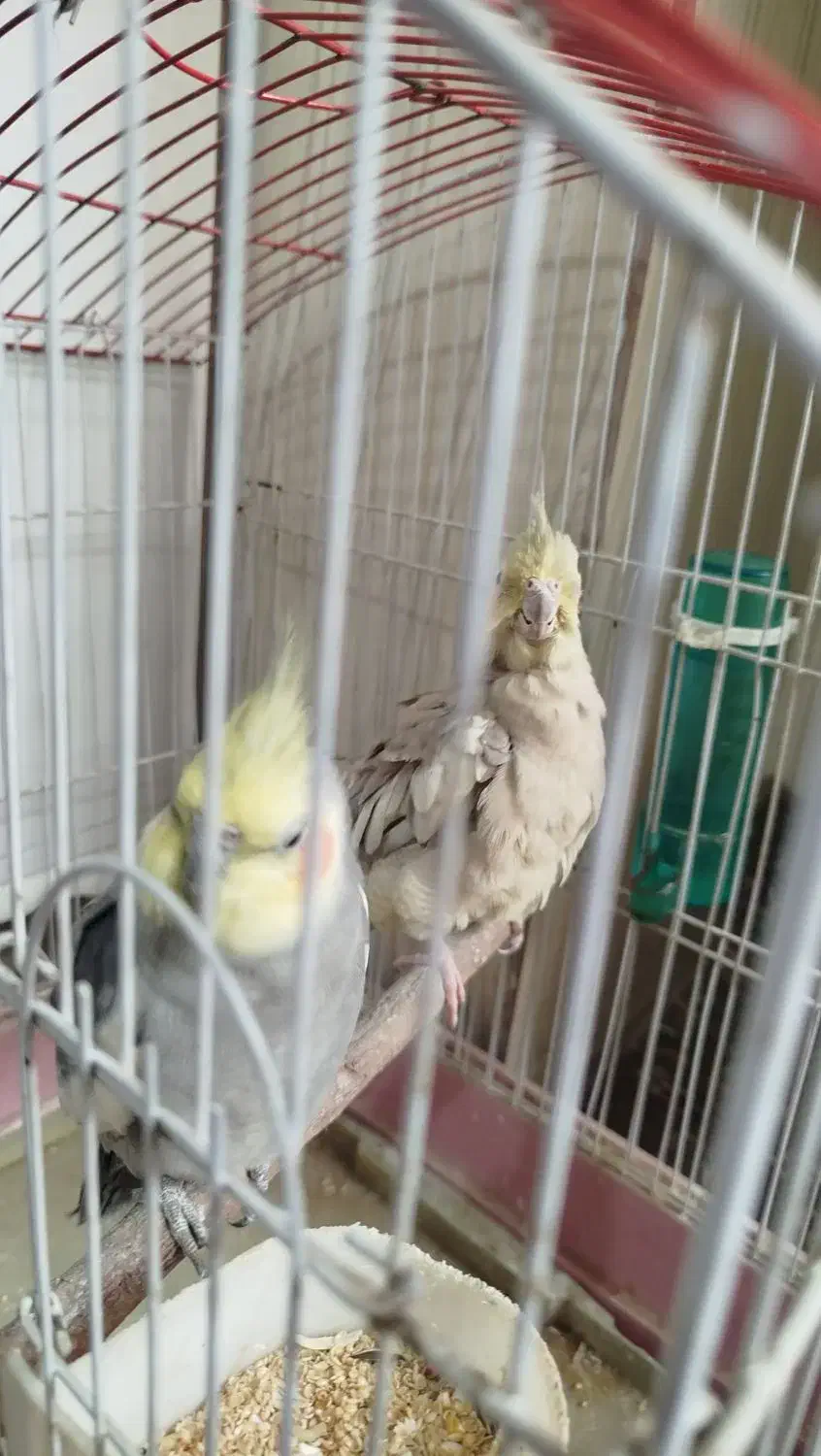 دو عدد عروس هلندی نر و ماده|پرنده|قدس, شهرقدس|دیوار