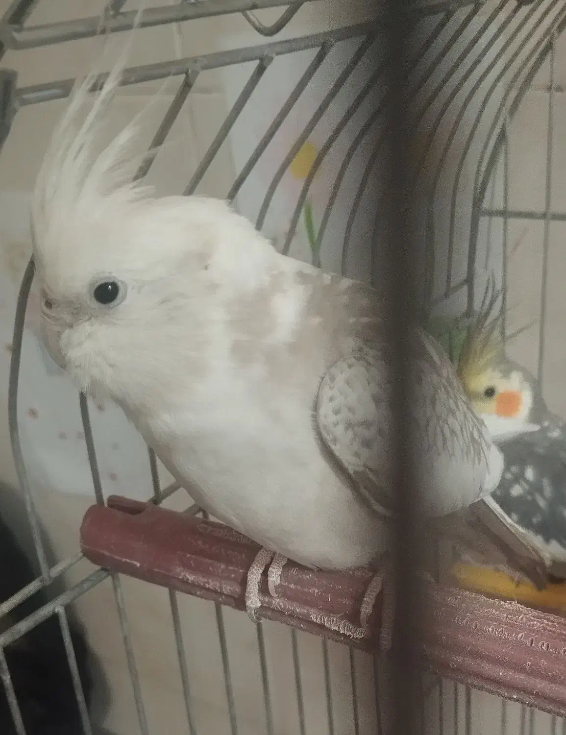 عروس هلندی ب شرط تخم و جوجه|پرنده|لنجان, |دیوار