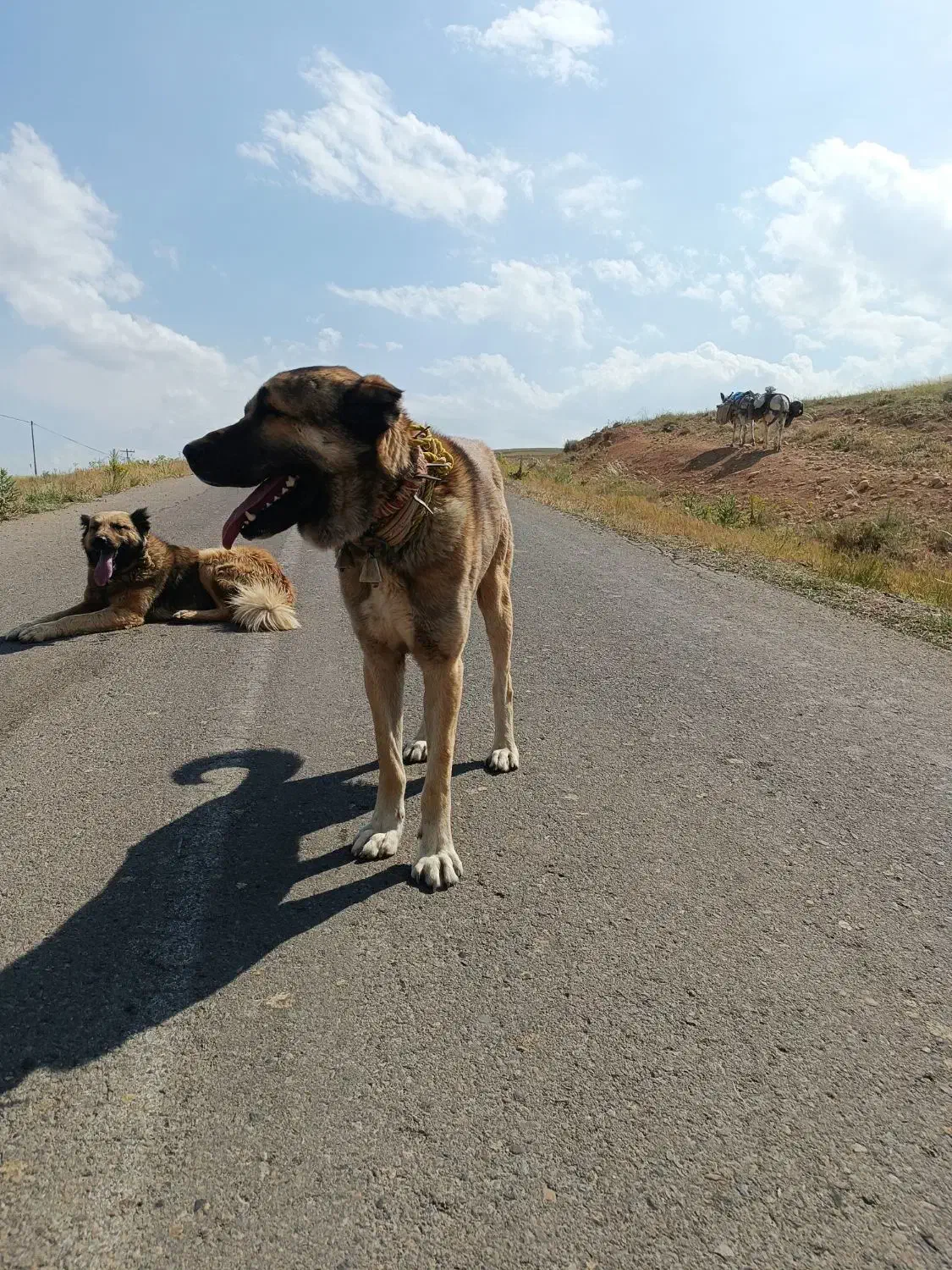 سگ سرابی گله ای بشرط|سگ|بستان آباد, |دیوار