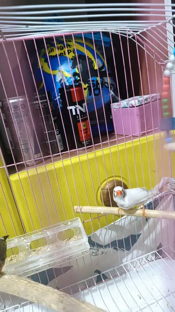 فنچ نر سالم سرحال|پرنده|سیرجان, |دیوار