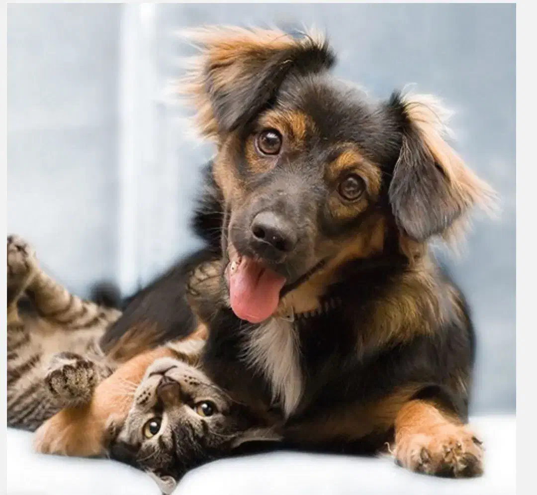 اصلاح و آموزش اصلاح حیوانات|لوازم جانبی حیوانات|کرج, عظیمیه|دیوار