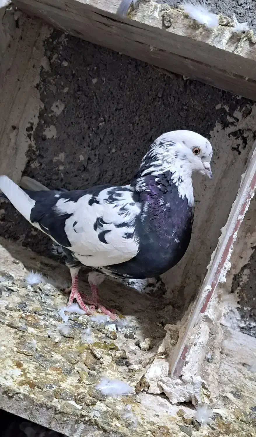 کبوتر|پرنده|اسلامآباد غرب, |دیوار