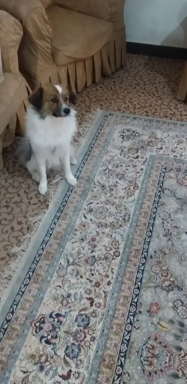 سگ خانگی|سگ|بابلسر, |دیوار