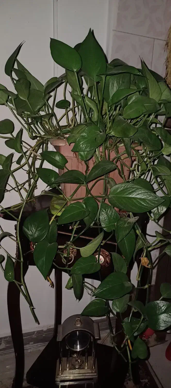 گل پتوس|گل و گیاه طبیعی|رشت, پاره بیجار|دیوار