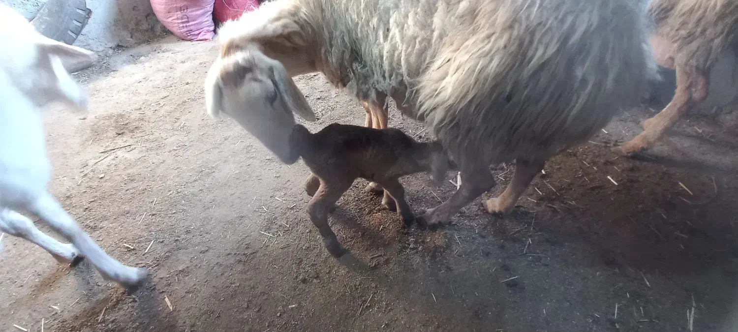 بره با کوسفند|حیوانات مزرعه|مشگین شهر, |دیوار