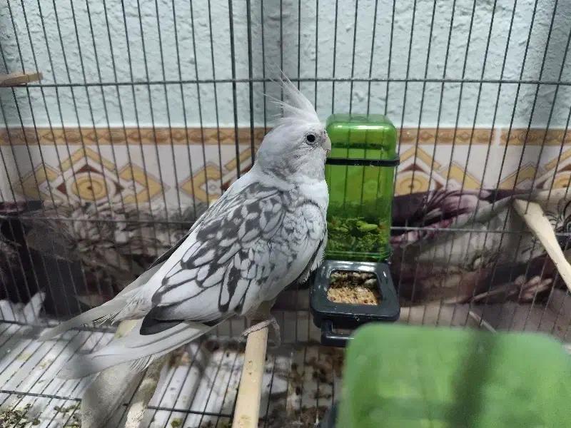 عروس هلندی وات فیس اهلی|پرنده|برازجان, |دیوار