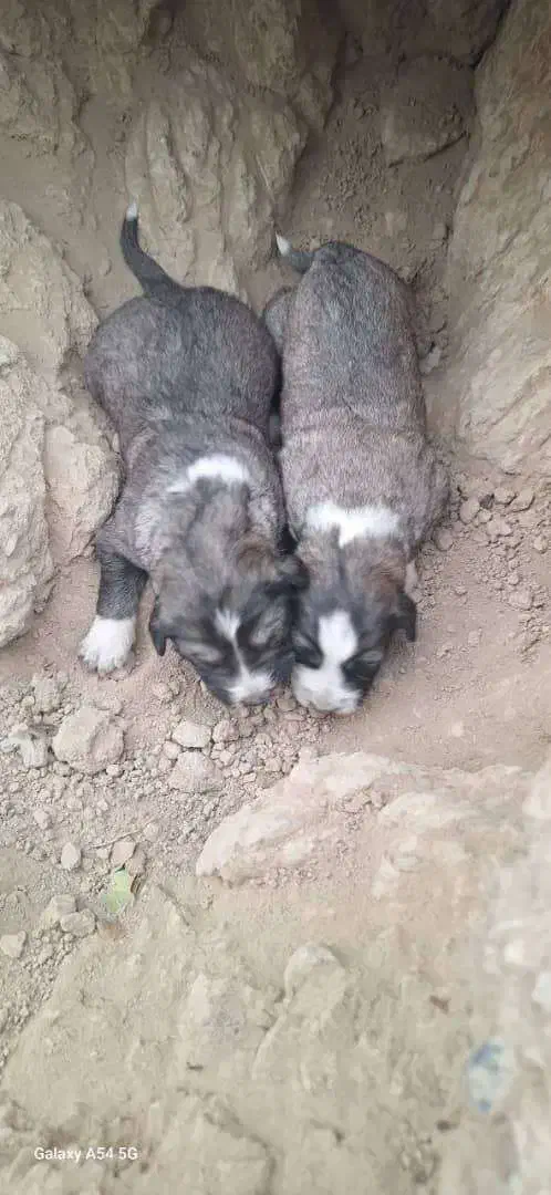 واگذاری دو قلاده توله نرو لاس|سگ|پیر بکران, |دیوار