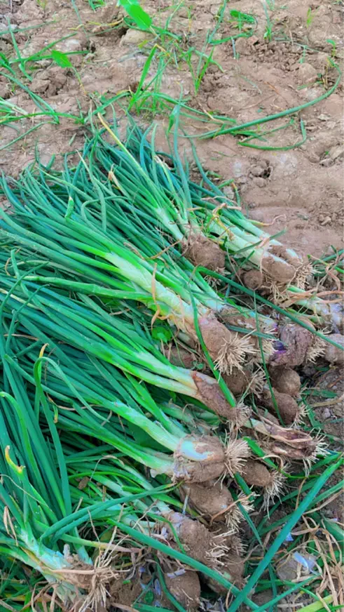 تر پیاز|گل و گیاه طبیعی|آبپخش, |دیوار