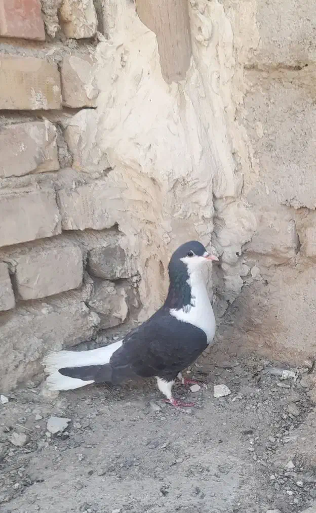 ساده|پرنده|زهک, |دیوار