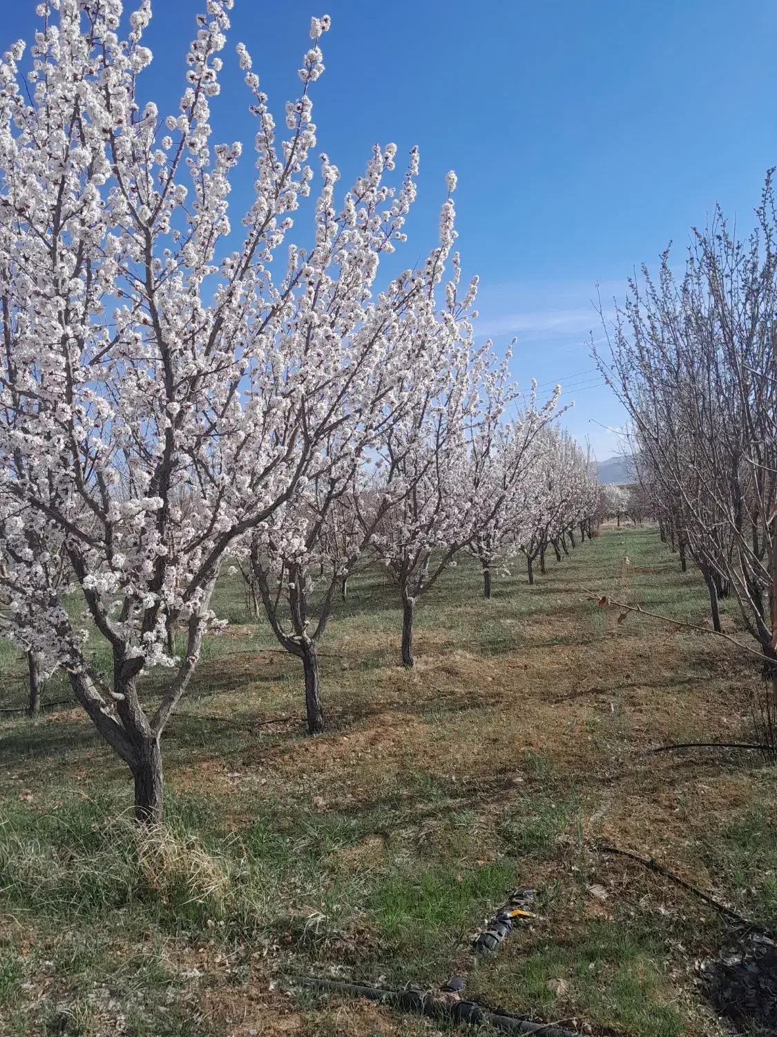 فروش زمین زراعی|فروش زمین و ملک کلنگی|داران, |دیوار