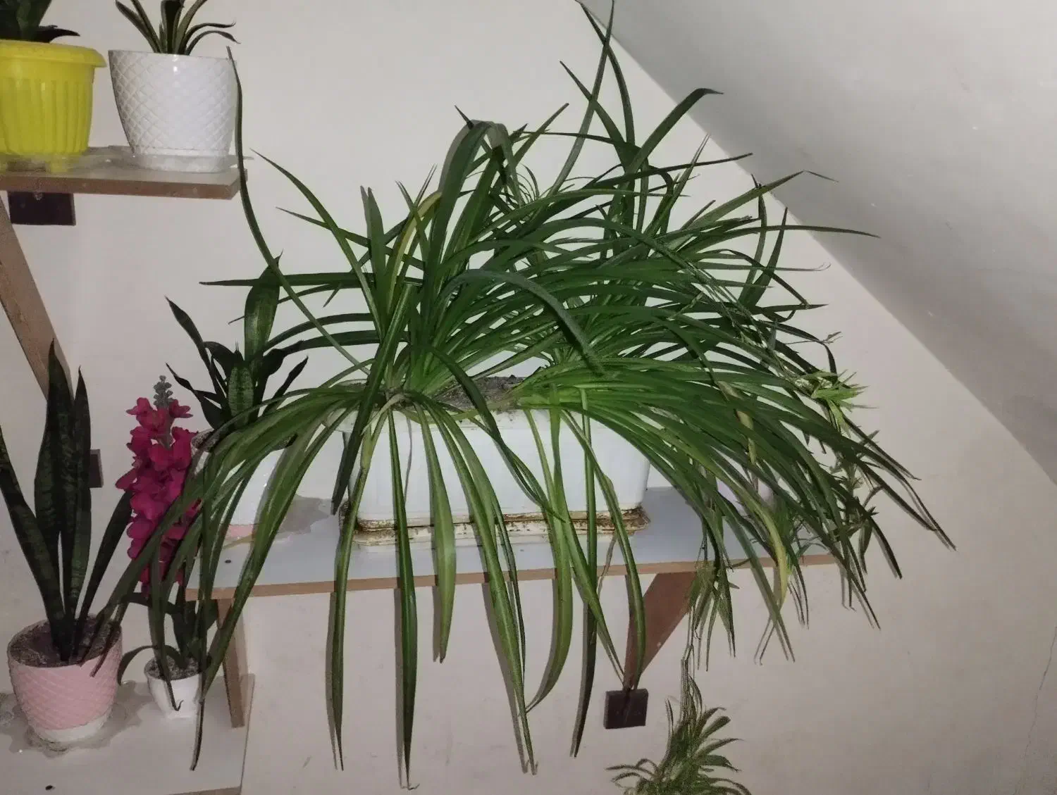 گل گندمی|گل و گیاه طبیعی|پرند, فاز ۲|دیوار