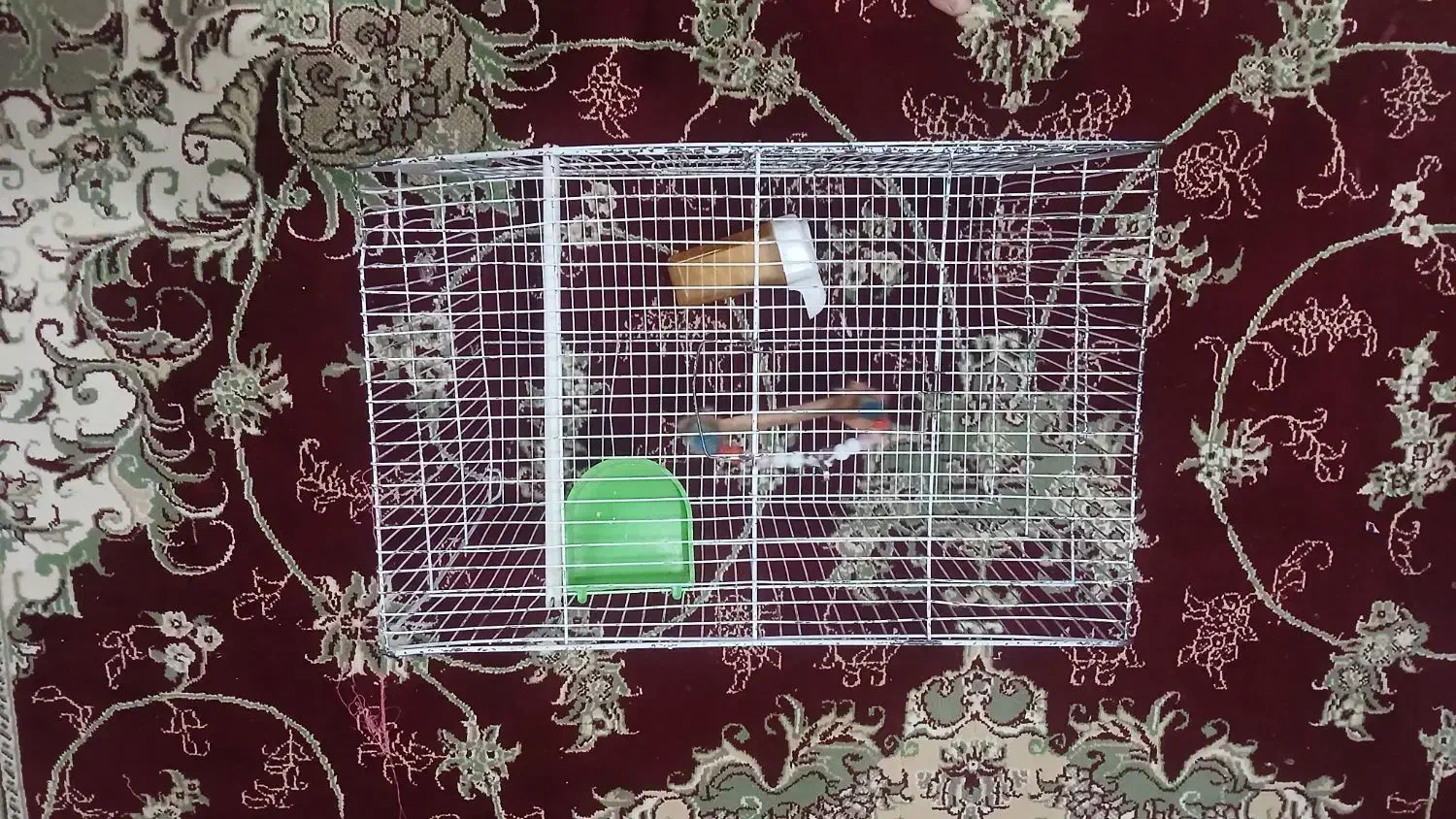 قفس با وسایل|لوازم جانبی حیوانات|پاکدشت, پاکدشت (مامازند)|دیوار