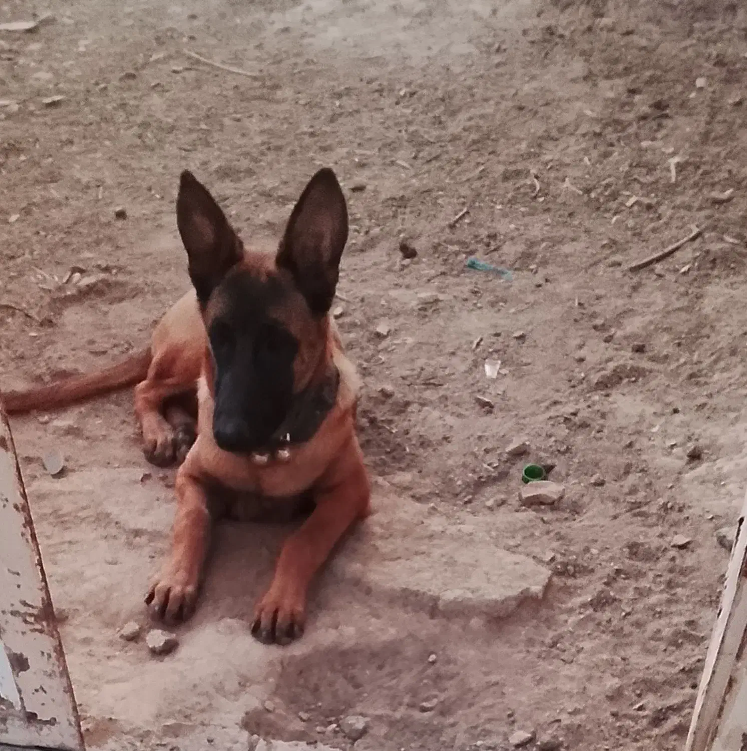 توله مالنیوز ماده 8ماه|سگ|خلیل آباد, |دیوار