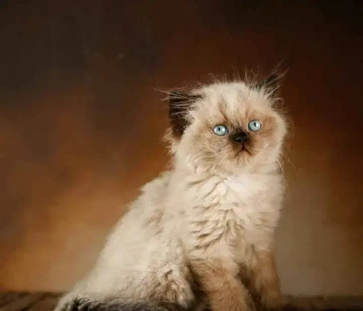 پرشین هیمالین|گربه|رامسر, |دیوار