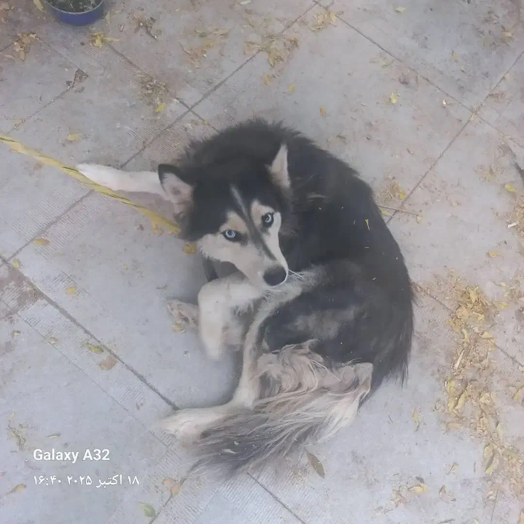 واگذاری  هاسکی|سگ|کرمان, |دیوار