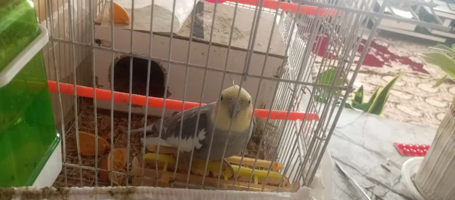 عروس هلندی نر|پرنده|گلبهار, شهر جدید گلبهار|دیوار