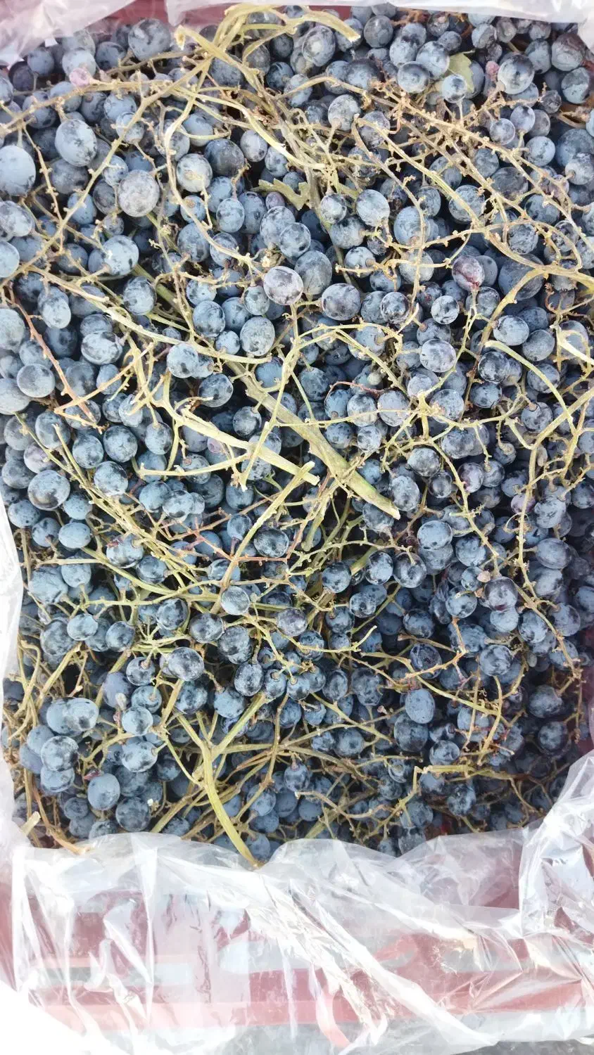 انگور|خوردنی و آشامیدنی|خمین, |دیوار