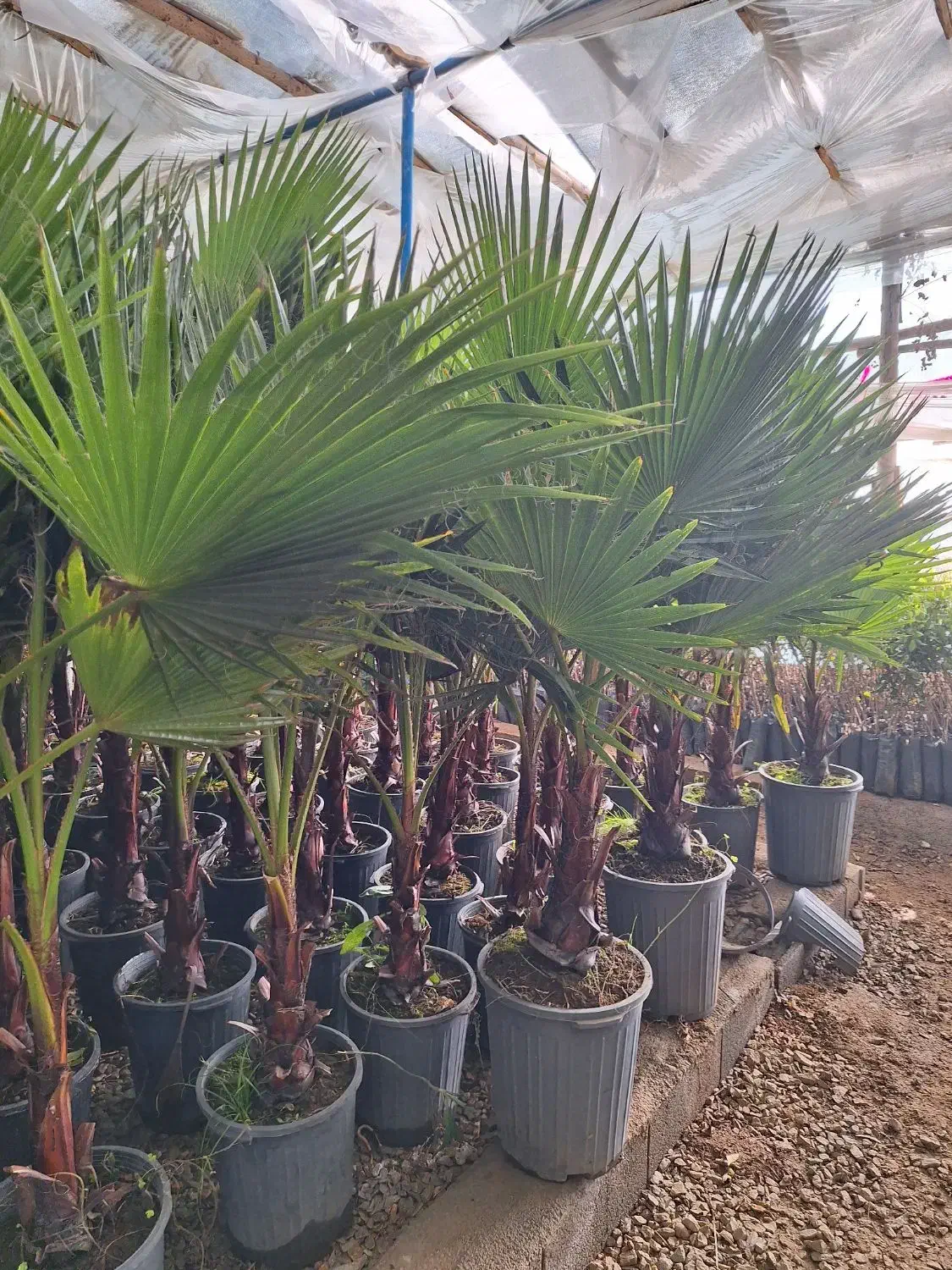 پالم واشنگتن تنه قرمز|خدمات باغبانی و درختکاری|برخوار, |دیوار