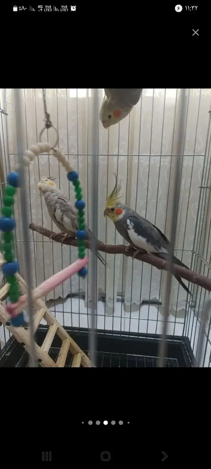 عروس هلندی|پرنده|معصومیه, |دیوار