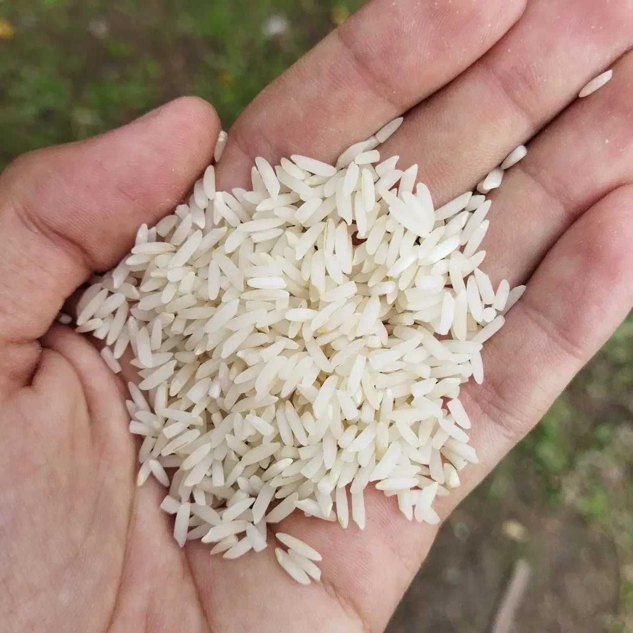 فروش عمده برنج هاشمی سورت شده|خوردنی و آشامیدنی|رشت, حومه رشت|دیوار