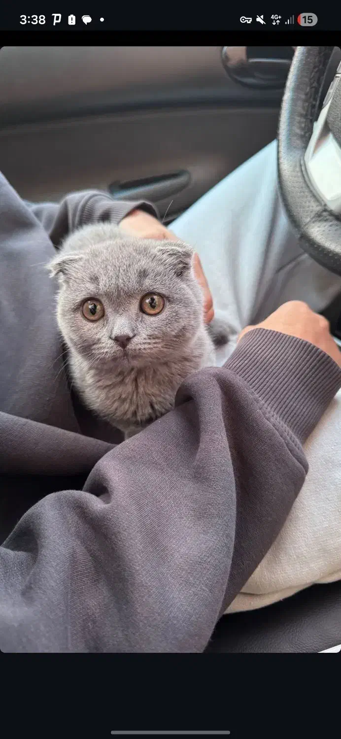 گربه اسکاتیش ماده|گربه|کرمان, |دیوار