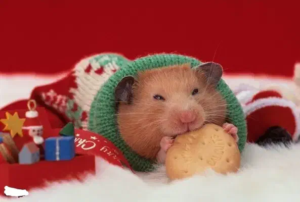 از تولید شخصی تا فروش تخصصی همستر نژادهای مختلف|موش و خرگوش|اصفهان, آهنگران|دیوار