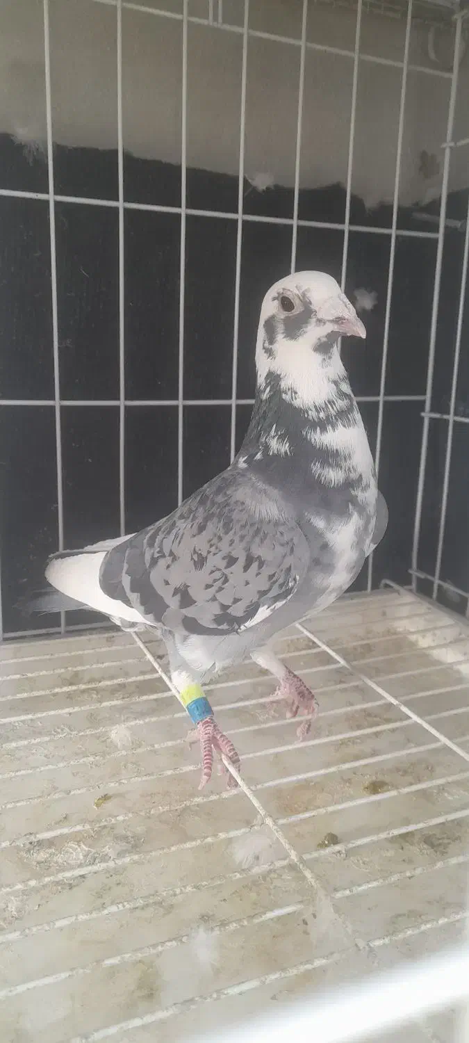 کبوتر پلاکی|پرنده|مینودشت, |دیوار