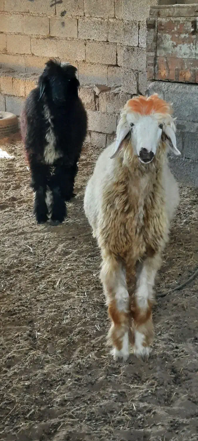 بره پرواری|حیوانات مزرعه|شبانکاره, |دیوار