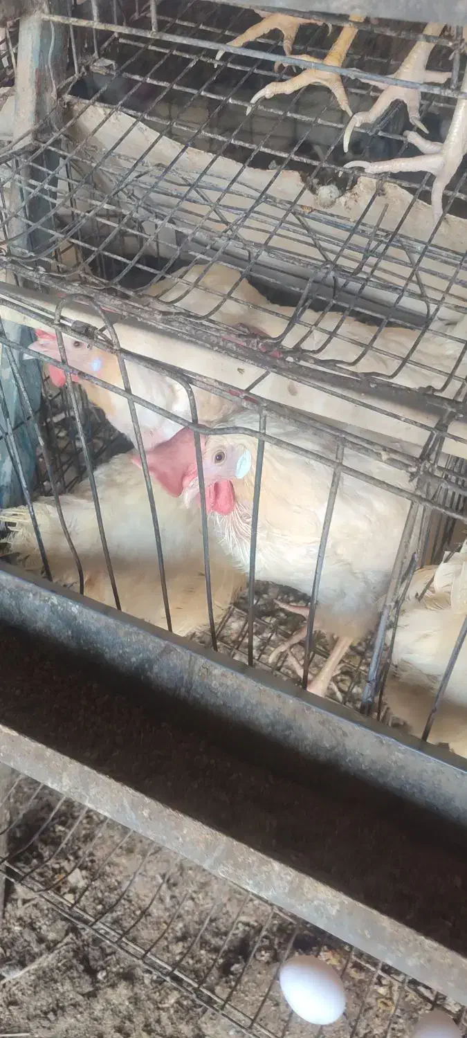 جوان مرغ و خروز س موجود تخمگذار|حیوانات مزرعه|وحیدیه, |دیوار