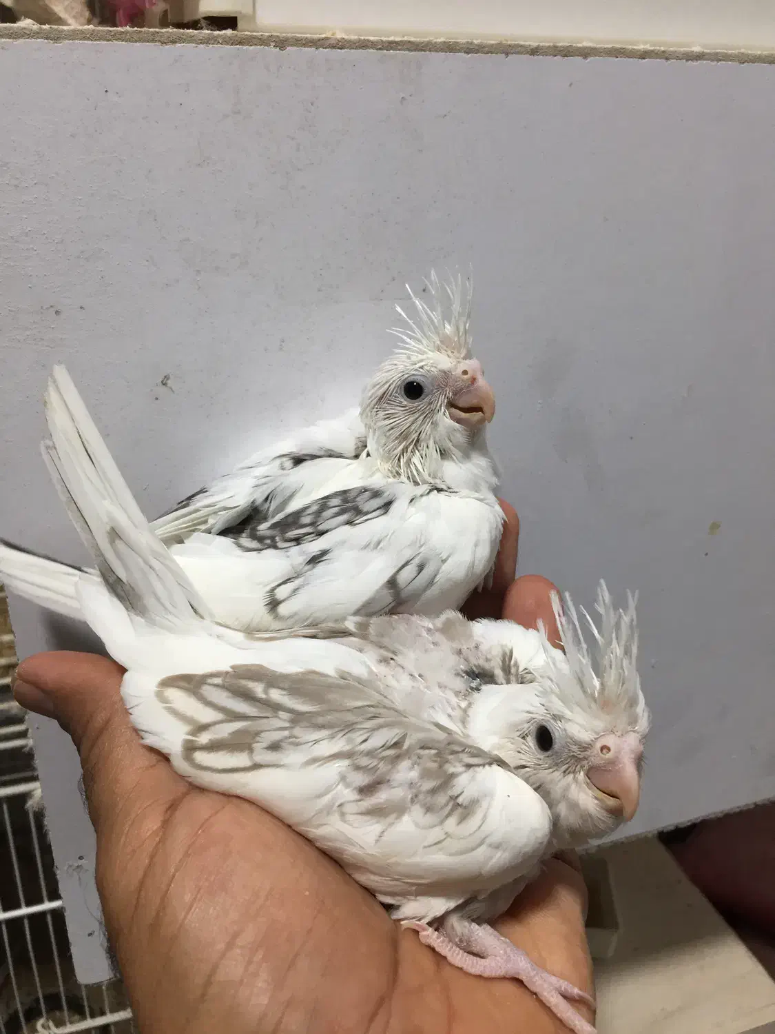 عروس هلندی سرلاکی وبالغ نرو گرینچک|پرنده|بندرعباس, |دیوار