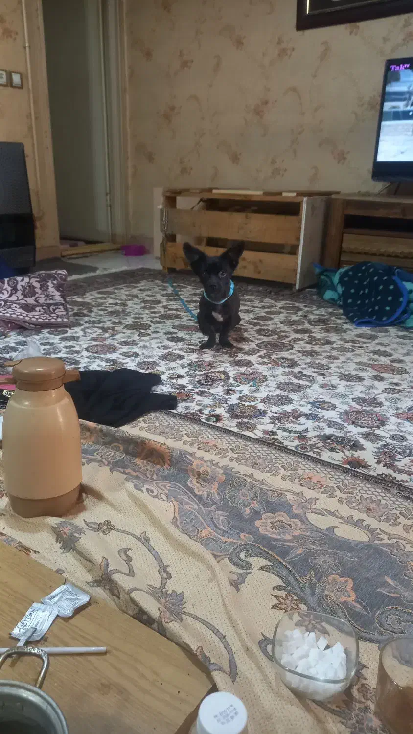 فروش حیوان خانگی|سگ|اندیشه, اندیشه فاز ۳|دیوار