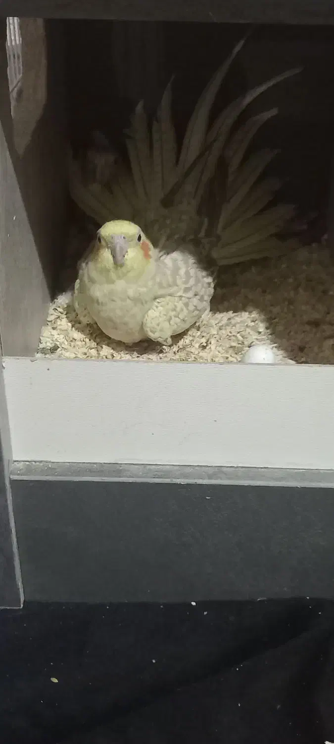 عروس هلندی|پرنده|فردیس, شهرک وحدت|دیوار