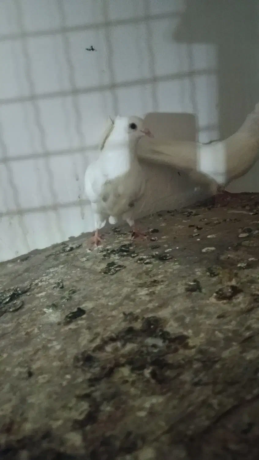 طوقی هفرنگ|پرنده|گرگان, |دیوار