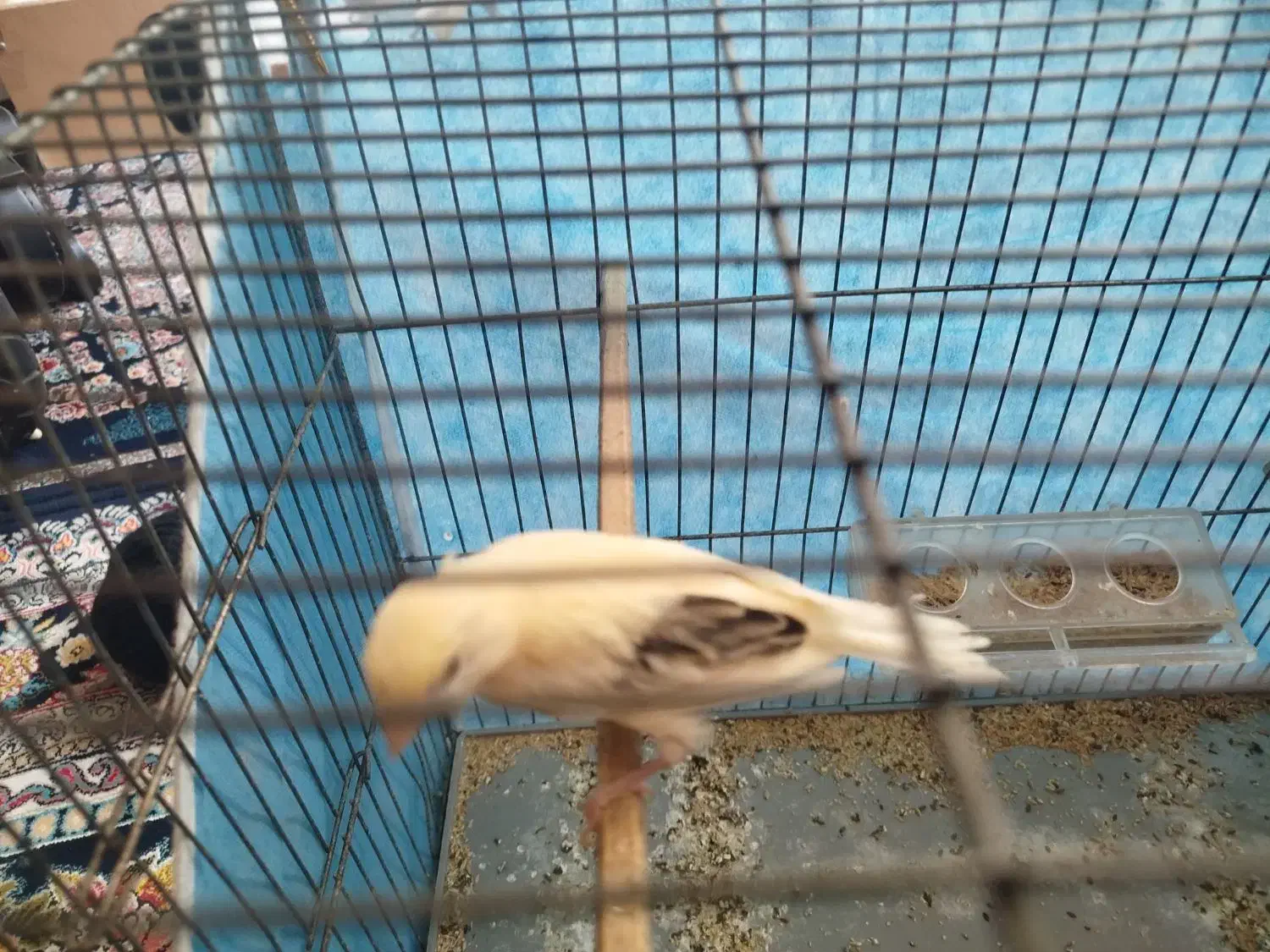 فروش جوجه قناری|پرنده|بافق, |دیوار