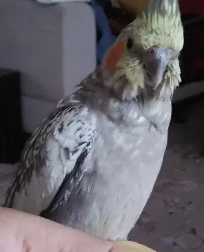 گمشده|حیوانات|بروجرد, |دیوار