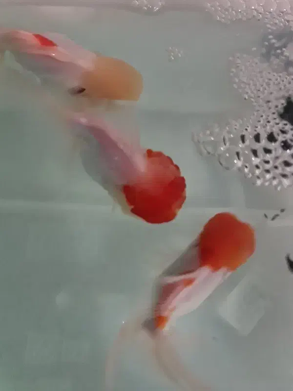 ماهی گلدفیش  بزرگ ۴ تا و ماهی کت چوبی ۱ دونه ۲۰|ماهی|تهران, حکیمیه|دیوار