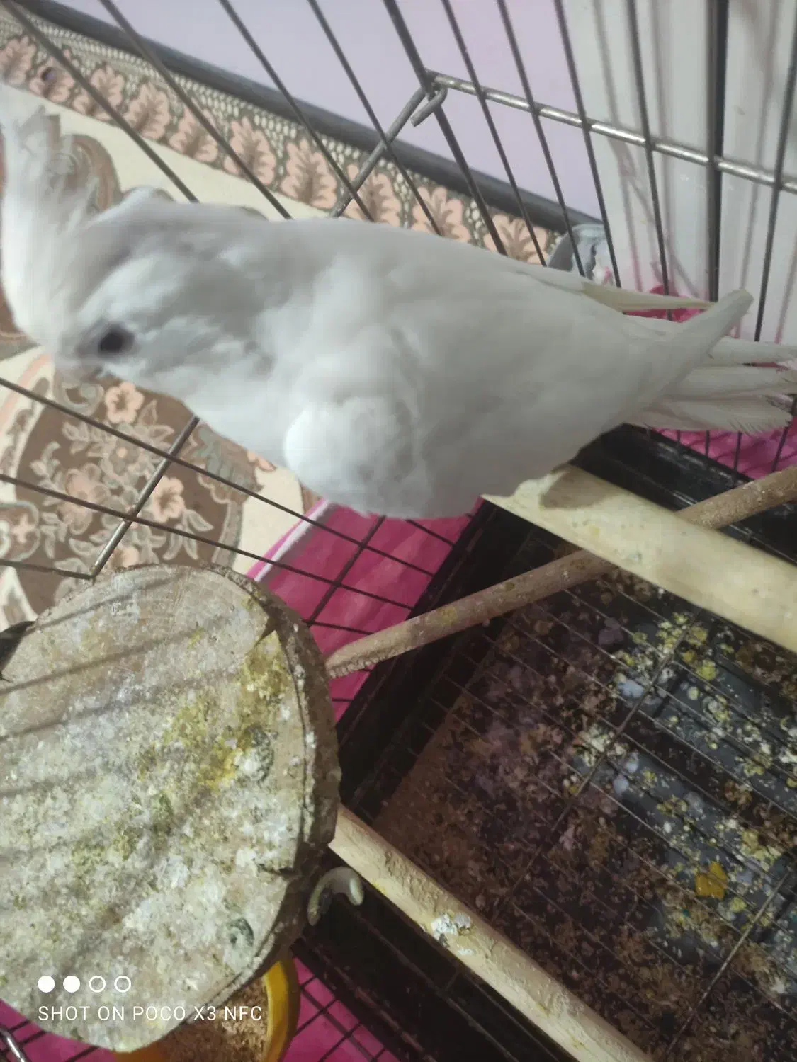 عروس هلندی آلبینو ماده|پرنده|محمدشهر, ولدآباد|دیوار