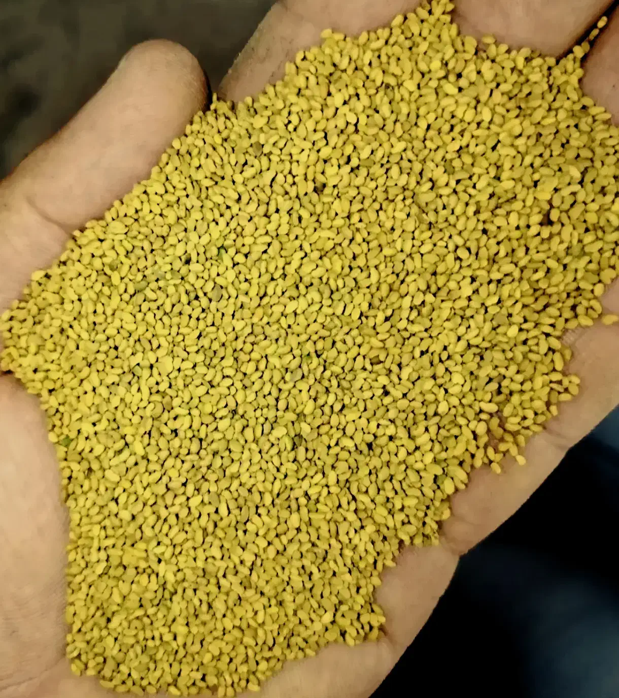 بذر قره یونجه بوجاری شده قیمت 380|خدمات باغبانی و درختکاری|فیروزآباد (آذربایجان), |دیوار