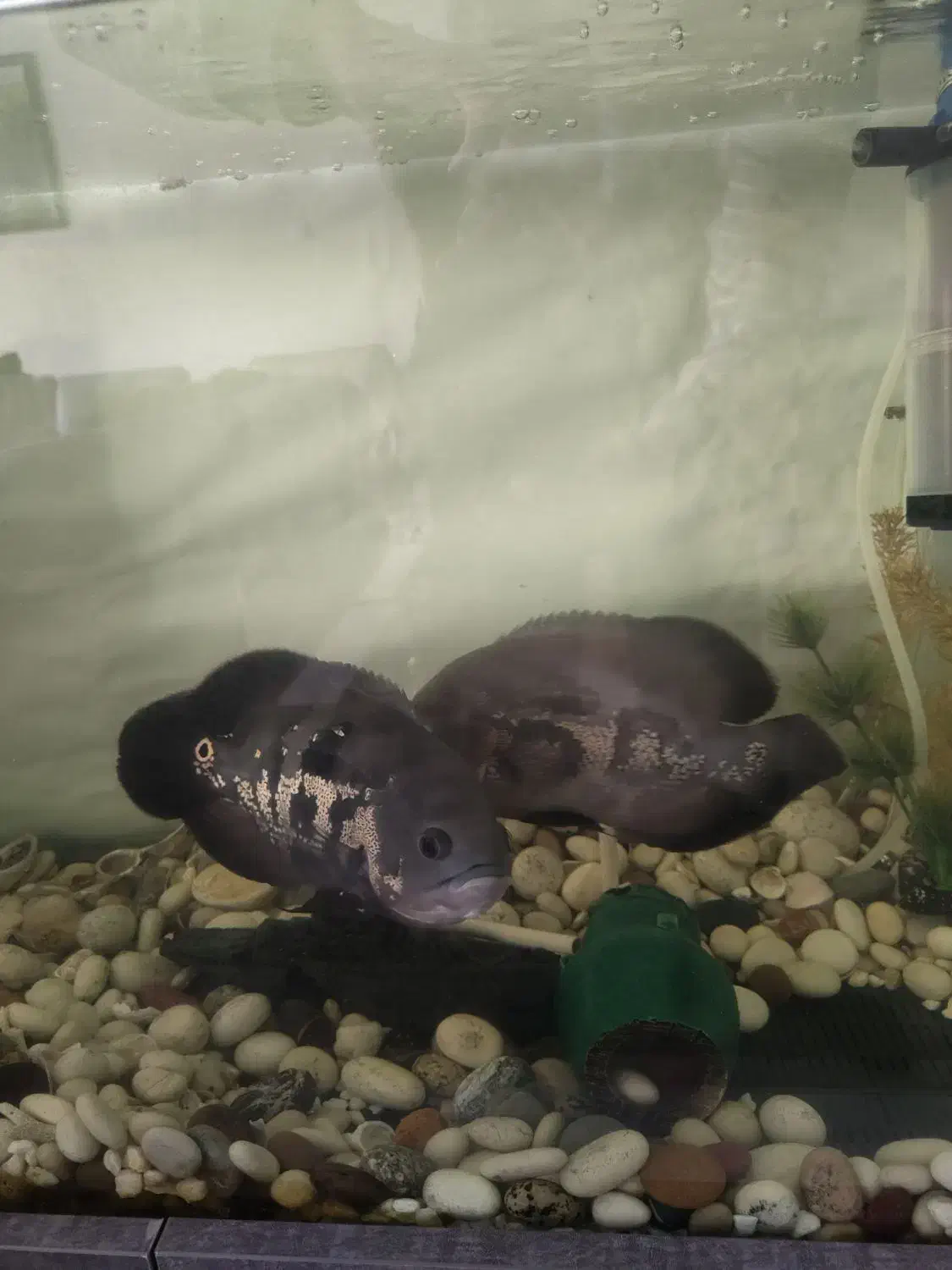 اسکار|ماهی|همدان, |دیوار