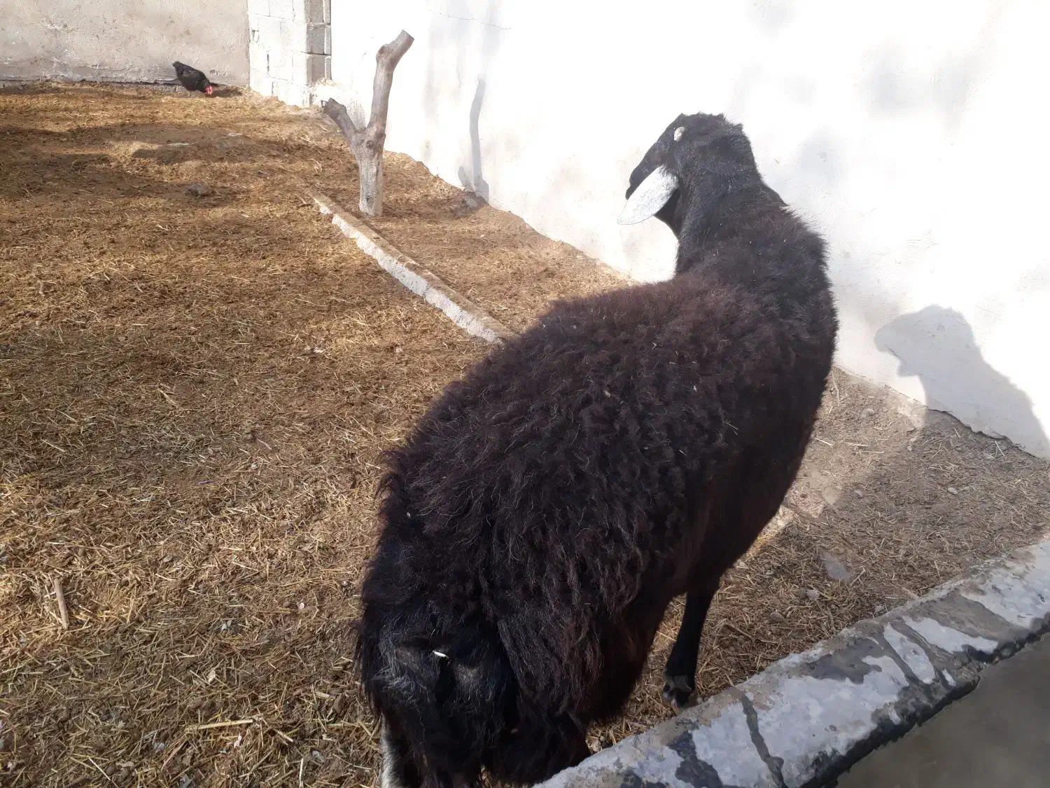 گوسفند|حیوانات مزرعه|صباشهر, |دیوار