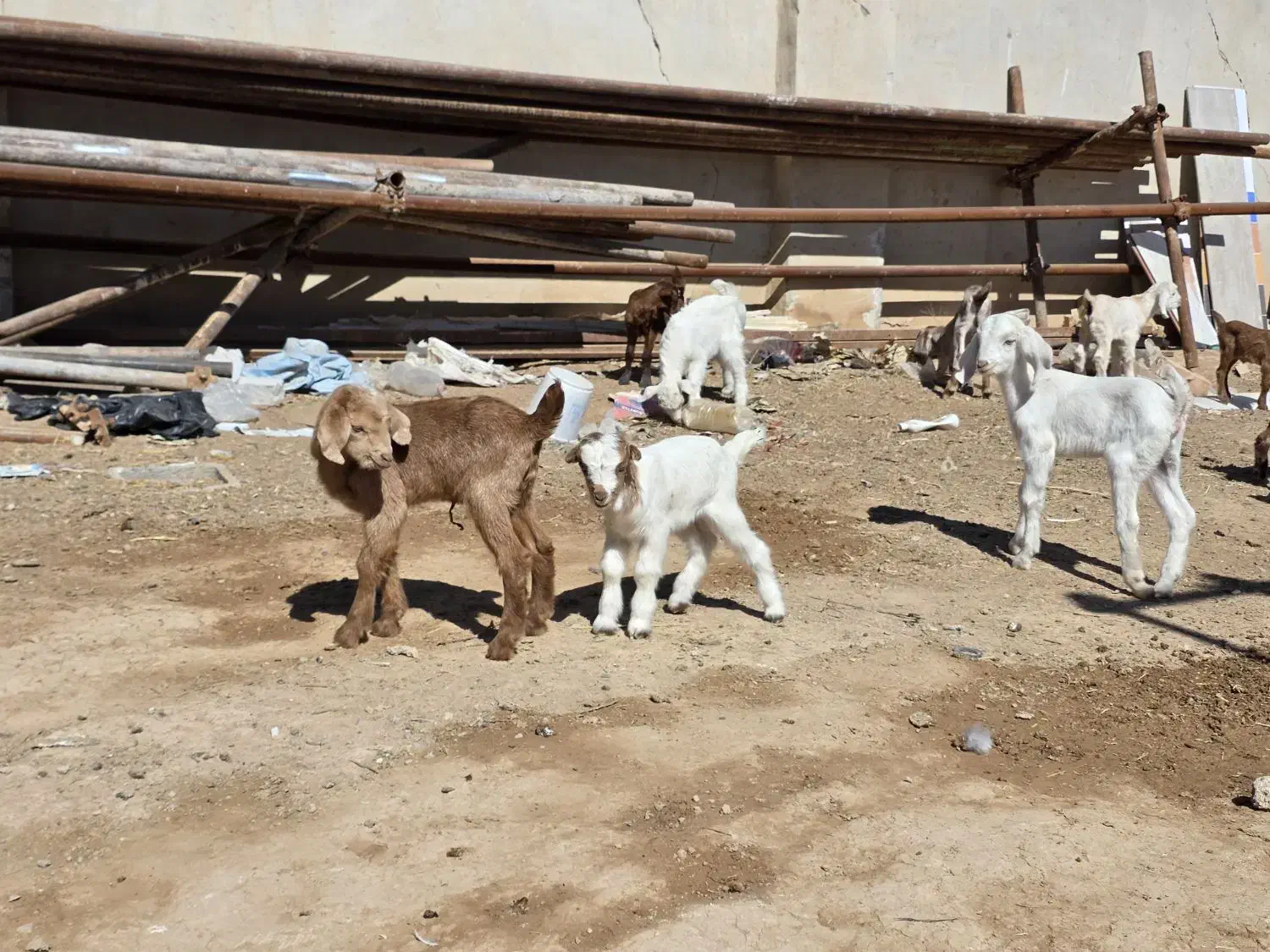 بزغاله|حیوانات مزرعه|برخوار, |دیوار