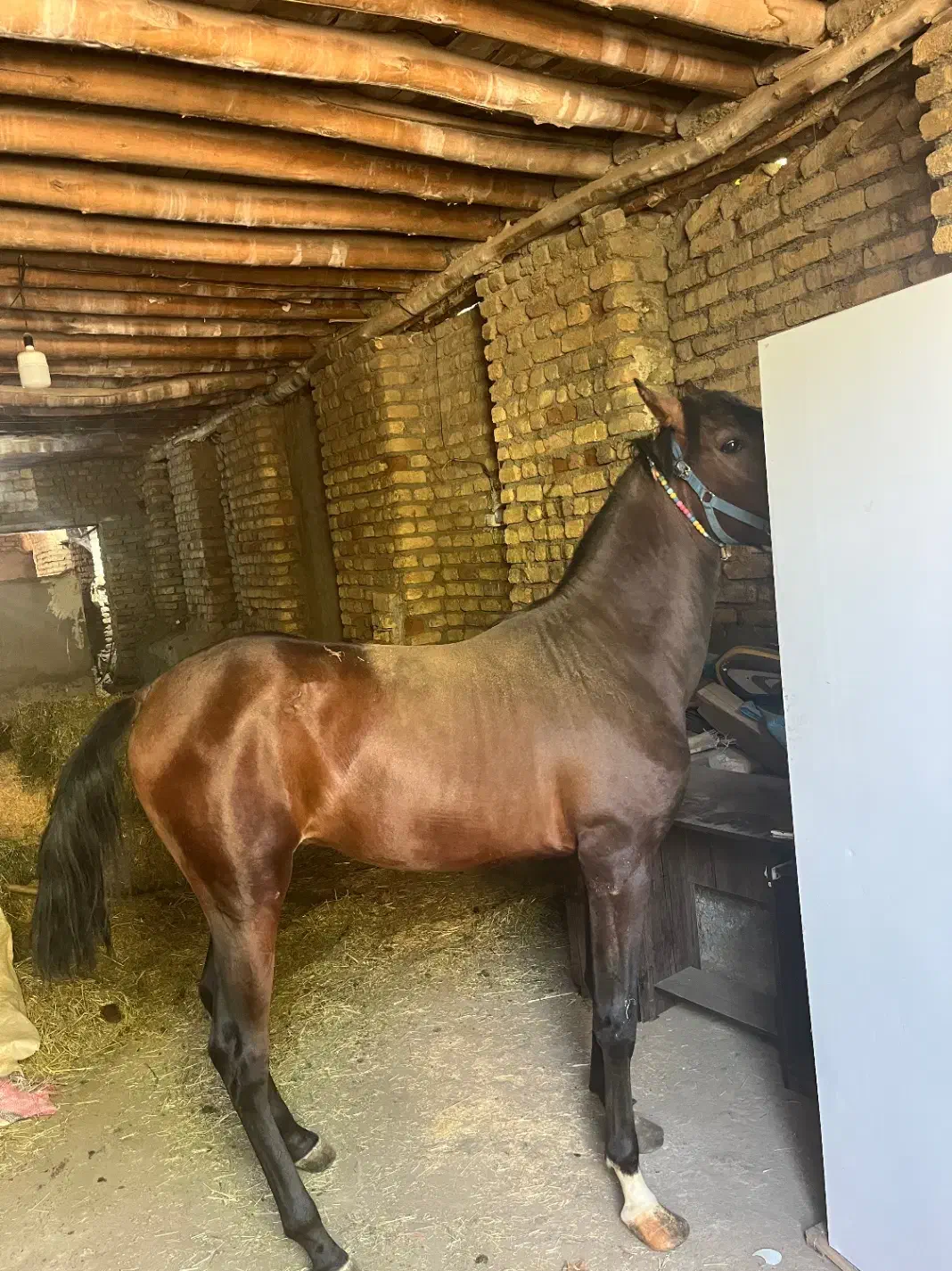 کره اسب نریان درجه ۱|اسب و تجهیزات اسبسواری|شازند, |دیوار