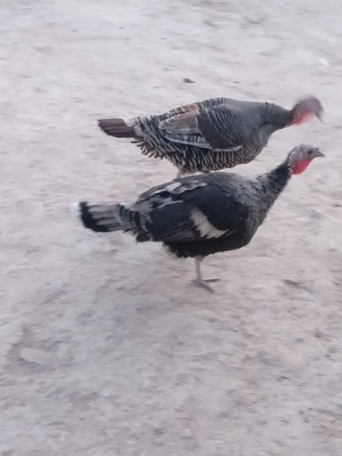 بوقلمون|حیوانات مزرعه|زهک, |دیوار