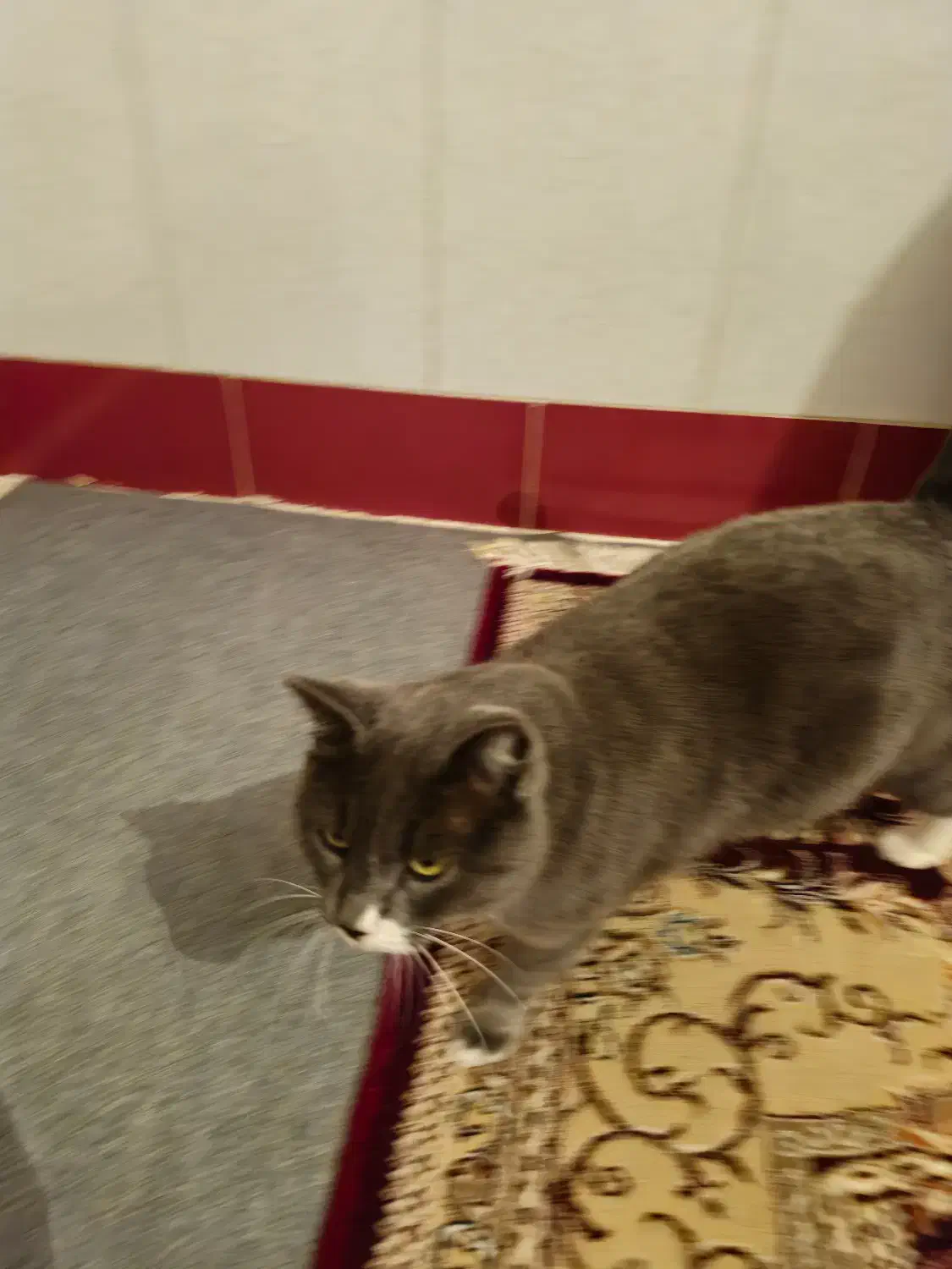 فروش گربه خانگی پرشین جنس نر به قیمت ۱۵ میلیون|گربه|میاندوآب, |دیوار